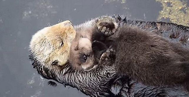 Conmovedoras imágenes de una nutria haciéndole mimos a su cría recién nacida