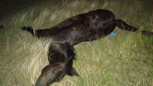 Ruta 11: murieron dos motociclistas tras chocar un equino
