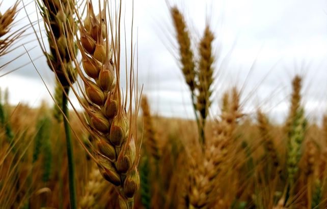 Pujante. El trigo aumentará un 12% su producción