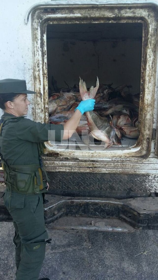 Para Santa Fe. Los pescados fueron llevados hacia la granja La Esmeralda.