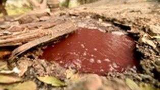 Al menos 21 muertos entre ríos de vino hirviente en EEUU