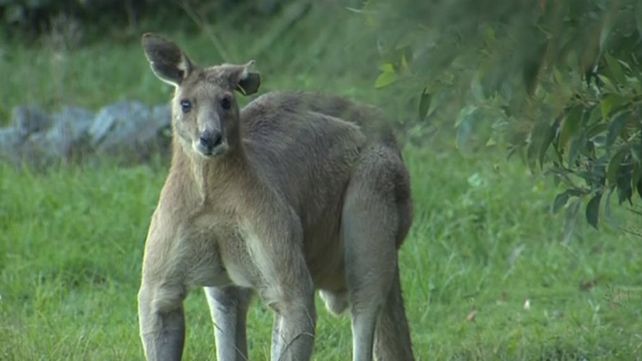 Dave, el canguro musculoso que impresiona por su físico