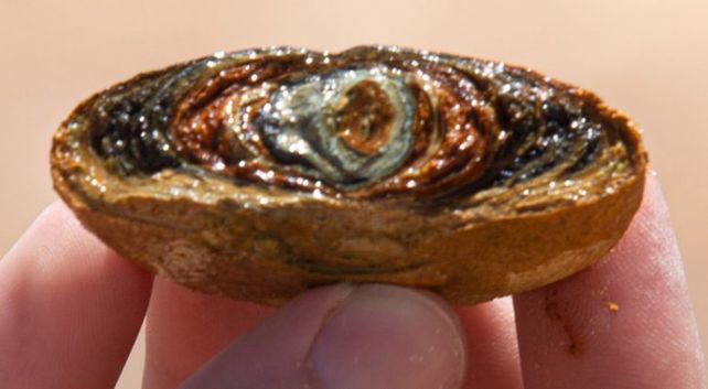 Puna Bio estudia bacterias que habitan el planeta desde hace 3.500 millones de años.