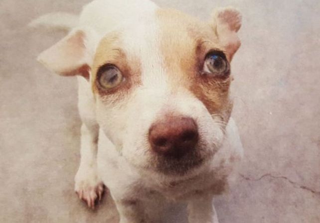 Se pasaron de dosis y también terminaron drogando a su pequeño perro