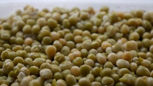 Las legumbres son especies que no solo traen beneficios agronómicos en las rotaciones de cultivos, sino que además tienen excelentes perspectivas para la exportación e inserción internacional de la Argentina.