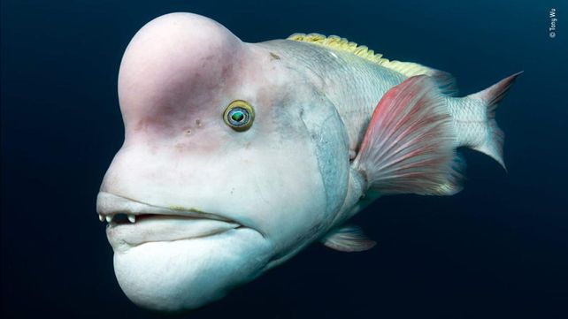 Las imágenes que concursan por el premio al Fotógrafo de Vida Silvestre 2018