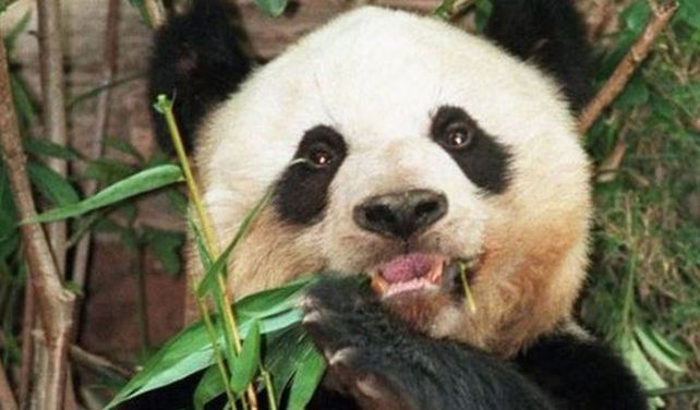 Murió el oso panda en cautiverio más longevo del mundo
