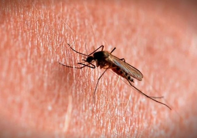 Confirman cinco casos de chikungunya en la ciudad de Santa Fe: los síntomas