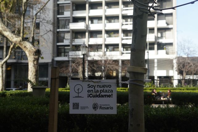 Después de muchos años, vuelven a plantar plátanos en las plazas de Rosario