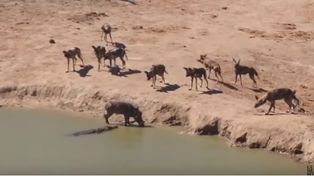 Un video se viraliza exhibiendo una dramática escena del mundo aminal