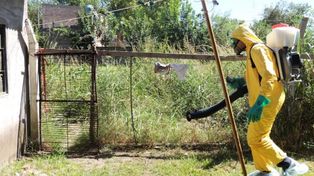 Ya son casi 1.000 los los casos de dengue en toda la provincia