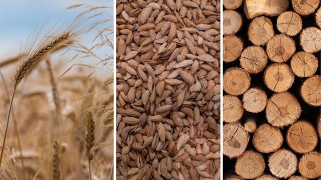 Exportaciones agroindustriales. El complejo de trigo: 1