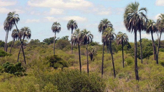 Buscan prevenir la caza furtiva en El Palmar de Colón