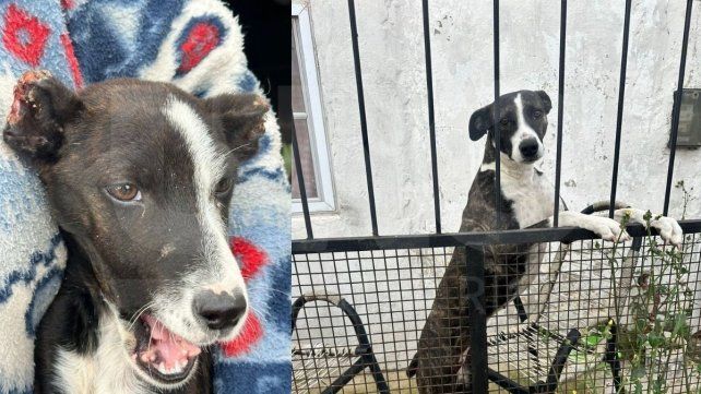 Concordia: rescataron a dos perros que estaban desnutridos y en condiciones de maltrato