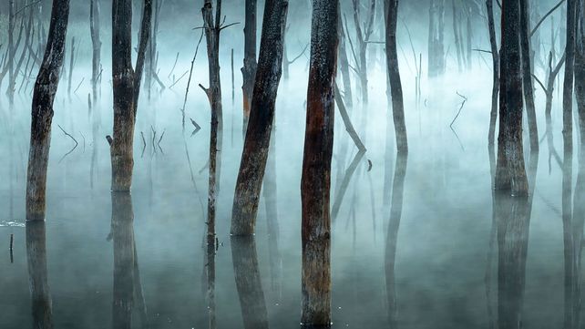 Las mejores fotos de la naturaleza de 2017 premiadas por National Geographic