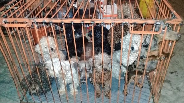 En un allanamiento en Yapeyú se halló un criadero de perros clandestino y otros animales 