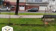En Bº Candioti Sur, ni las rejas se salvan: fue aprehendido por llevarse una valla de la vieja traza del tren en calle Vélez Sarsfield