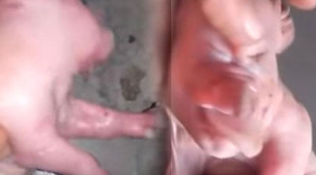 Difunden el video del nacimiento de un cerdo con cara de humano