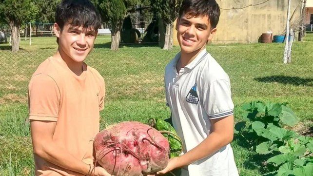 Estudiantes de escuela agrotécnica de Entre Ríos cosecharon una remolacha gigante