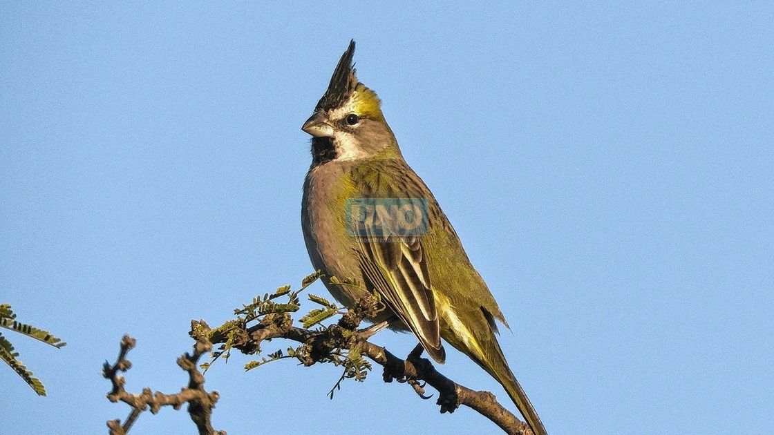 La tecnología permite ver de cerca las aves de Entre Ríos.