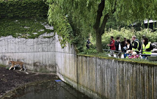 La Policía danesa manejaba dos hipótesis en la investigación: una que pueda ser un suicidio o bien que el joven cayera en el recinto al ceder la valla protectora.