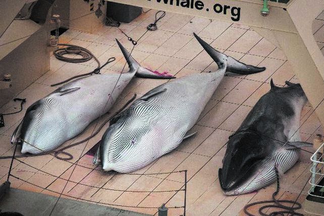 Mueren 39 ballenas al quedar varadas en playa de Nueva Zelanda