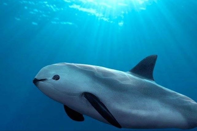 México trata de salvar la vida de la vaquita marina, el cetáceo más pequeño del mundo