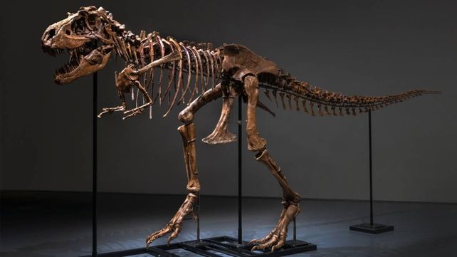 El esqueleto de gorgosauro fue hallado en el Estado de Montana.