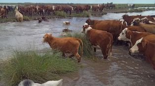 Lluvias en el norte de Santa Fe: el gobierno convocó a la Comisión de Emergencia Agropecuaria para el miércoles