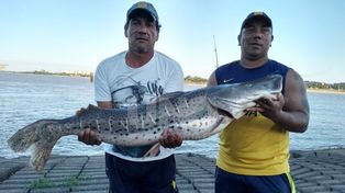 El surubí gigante que pescaron en la laguna Setúbal