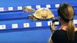 ¿quien gano? la fabula de la liebre y la tortuga se hizo realidad en una insolita carrera