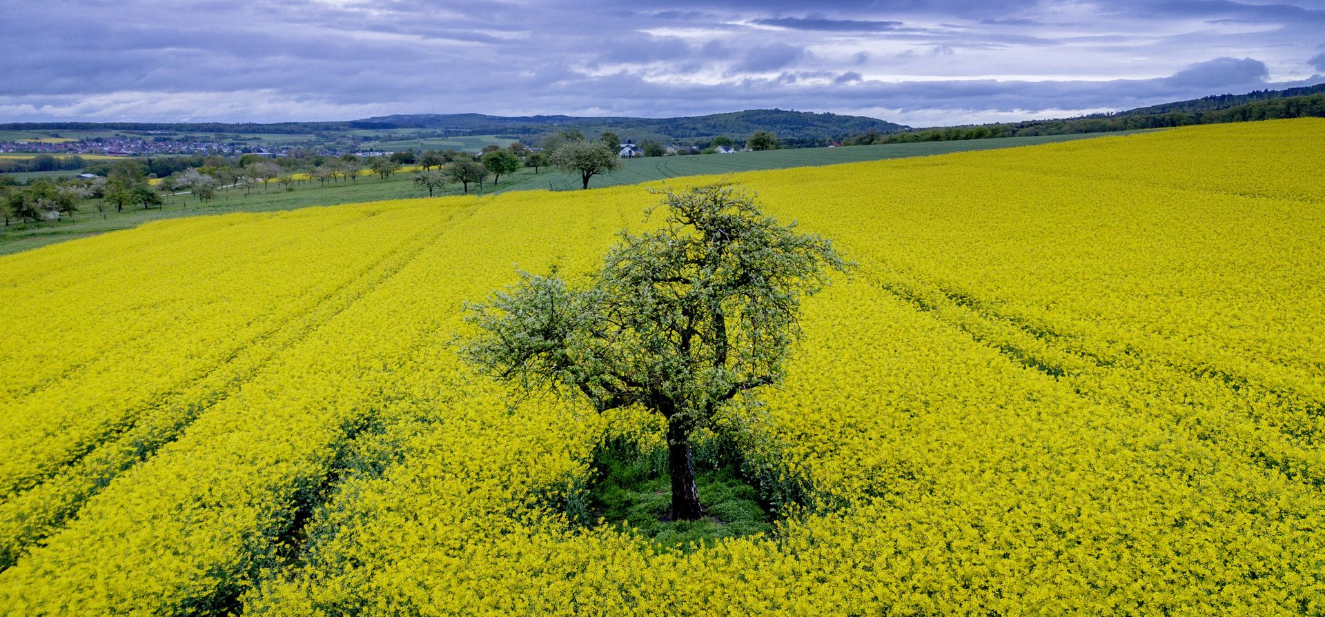 Un árbol se encuentra en un floreciente campo de colza en Obernhain, cerca de Frankfurt, Alemania, el miércoles 10 de mayo de 2023. (Foto AP/Michael Probst)