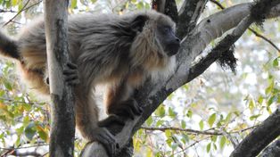 Liberaron en Paraje Nogués monos carayá