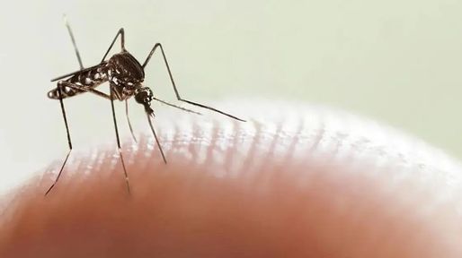 Reconquista, Rosario y Rafaela, las más afectadas por el dengue