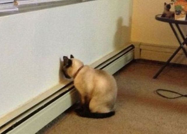 La inusual postura de una mascota que demanda una visita urgente al veterinario