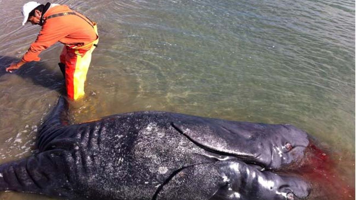 Pescadores descobrem baleias siamesas em laguna no México