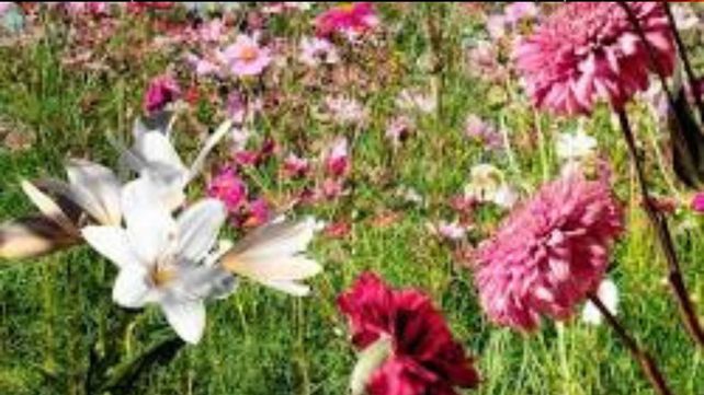 Hoy empieza la primavera por el almanaque, pero ¿cuándo empieza de verdad la estación de las flores? Hoy empieza la primavera por el almanaque, pero ¿cuándo empieza de verdad la estación de las flores?