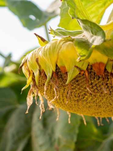 Estiman baja del 10% de siembra de girasol en áreas de la Bolsa de Cereales bahiense