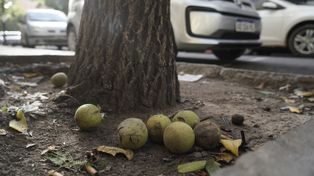 Un fuerte vendaval provocó una lluvia  de nueces negras en varios sectores