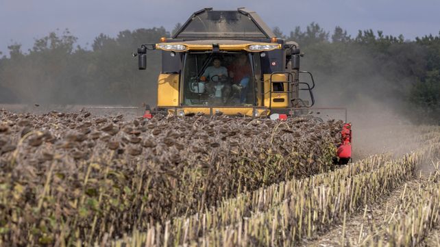 Cultivos. Cosecha en campos de girasol al suroeste de Francia.&nbsp;