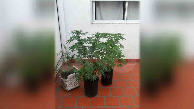 Se peleó con su novio y denunció a la Policía que él tenía plantas de marihuana en su casa