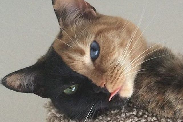 Venus, la gata de dos caras