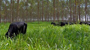Ecobosques ganaderos: la iniciativa argentina para producir carne con cero huella de carbono