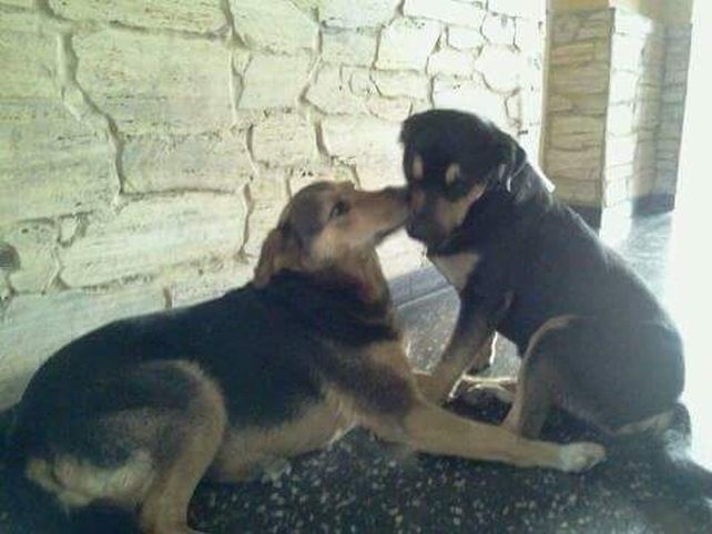 Dos de los perros del centro cívico que fueron levantados el sábado.