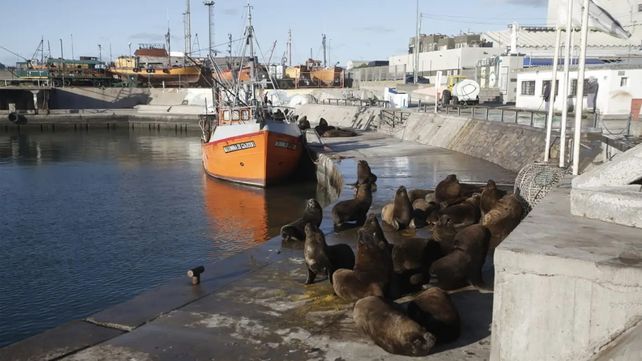 Los lobos marinos coparon las calles de Mar del Plata en cuarentena