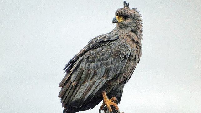 El cardenal amarillo y el águila coronada son dos nuevos monumentos naturales en Santa Fe