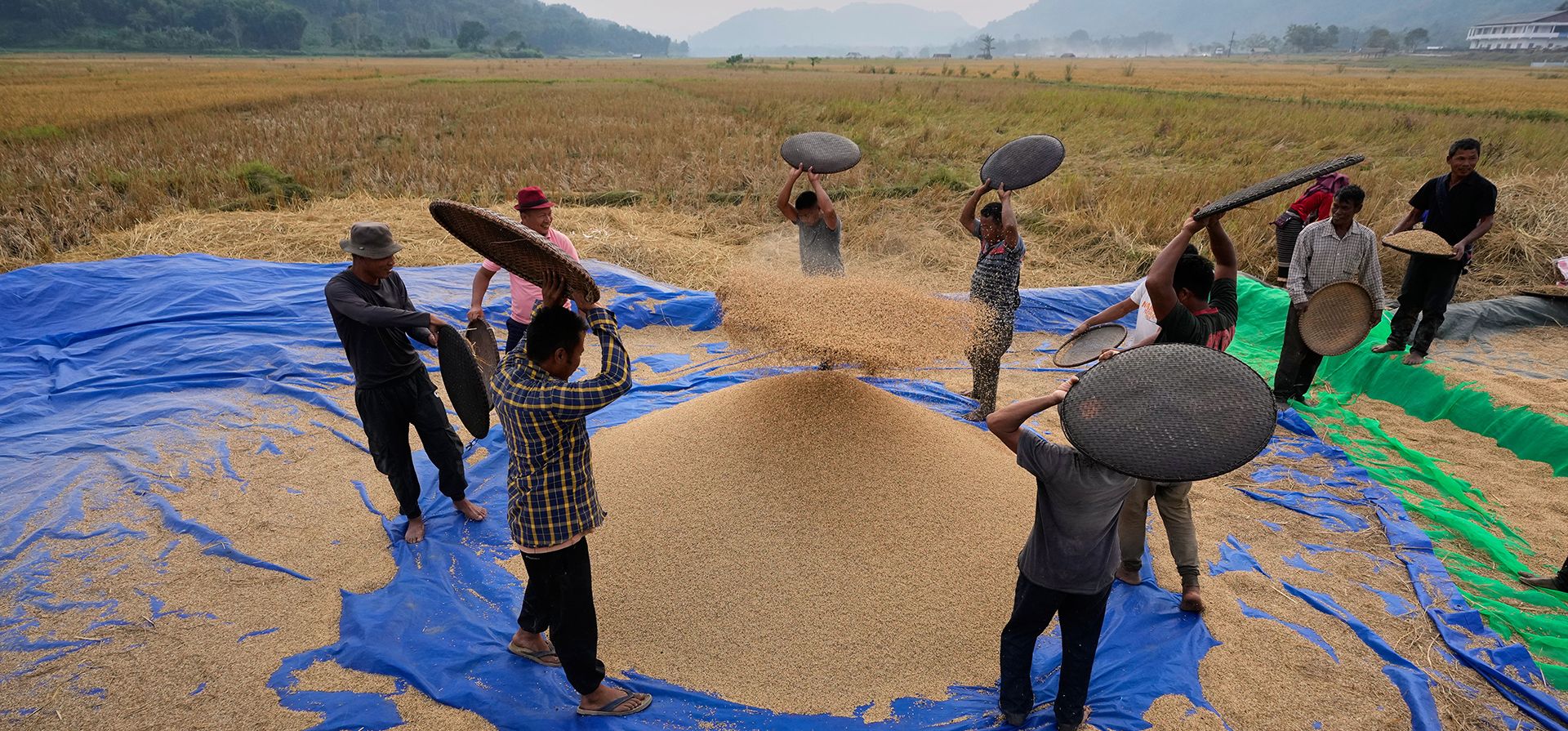 Agricultores de la tribu Khasi limpian arroz cosechado en un campo a lo largo de la frontera entre Assam y Meghalaya, en las afueras de Guwahati, India, el lunes 1 de diciembre de 2025. (Foto AP/Anupam Nath) Agricultores de la tribu Khasi limpian arroz cosechado en un campo a lo largo de la frontera entre Assam y Meghalaya, en las afueras de Guwahati, India, el lunes 1 de diciembre de 2025. (Foto AP/Anupam Nath)