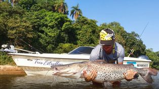 Un surubí del proyecto Peces Marcados recorrió 906 kilómetros desde Corrientes hasta el sur de Entre Ríos, pasando por Paraná. Registra recorrido en 11 meses