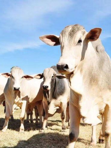 Brasil confirma un caso de vaca loca y suspende las exportaciones de carne a China