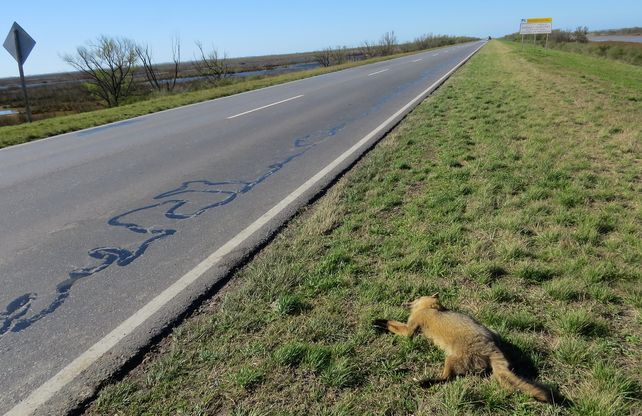 Las organizaciones piden la construcción de pasafaunas a lo largo de la conexión vial. La idea es que los animales transiten por allí.